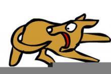dog chasing its tail