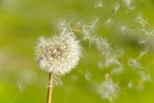 Dandelion, representing diaspora people groups