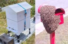 bee hives, natural and man made