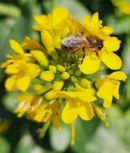 Honey Bee on flower